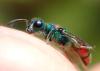 Chrysis bicolor